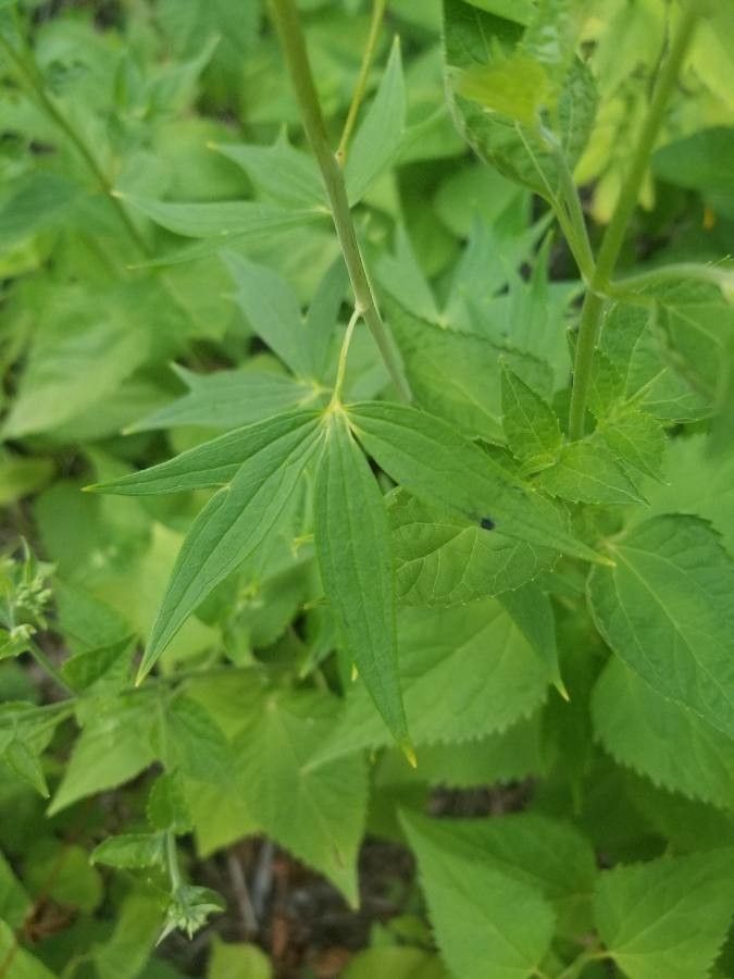 Delphinium exaltatum — search result for 'Trillium'