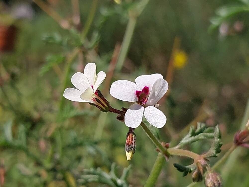 Pelargonium senecioides flower