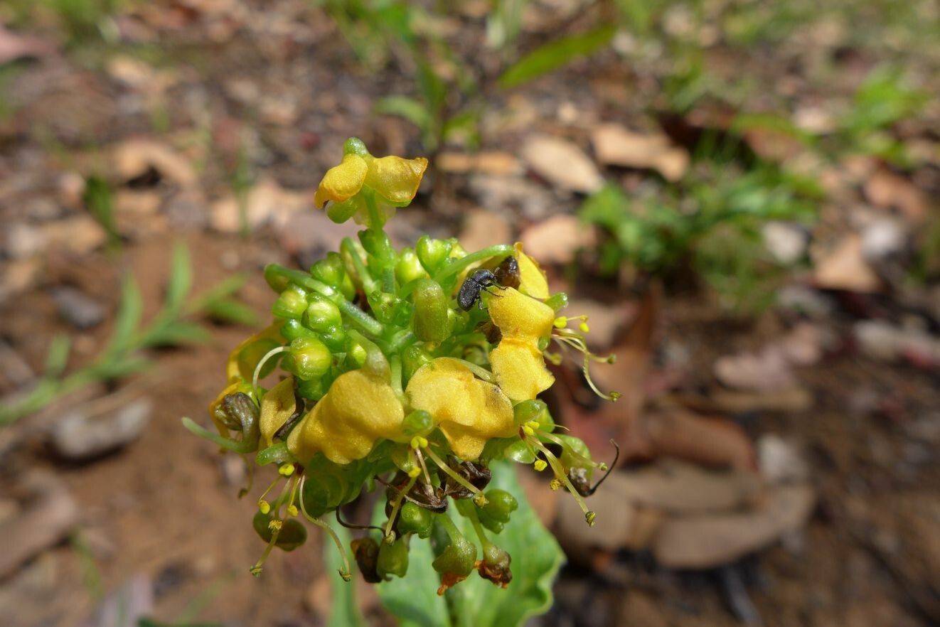 Aneilema welwitschii flower