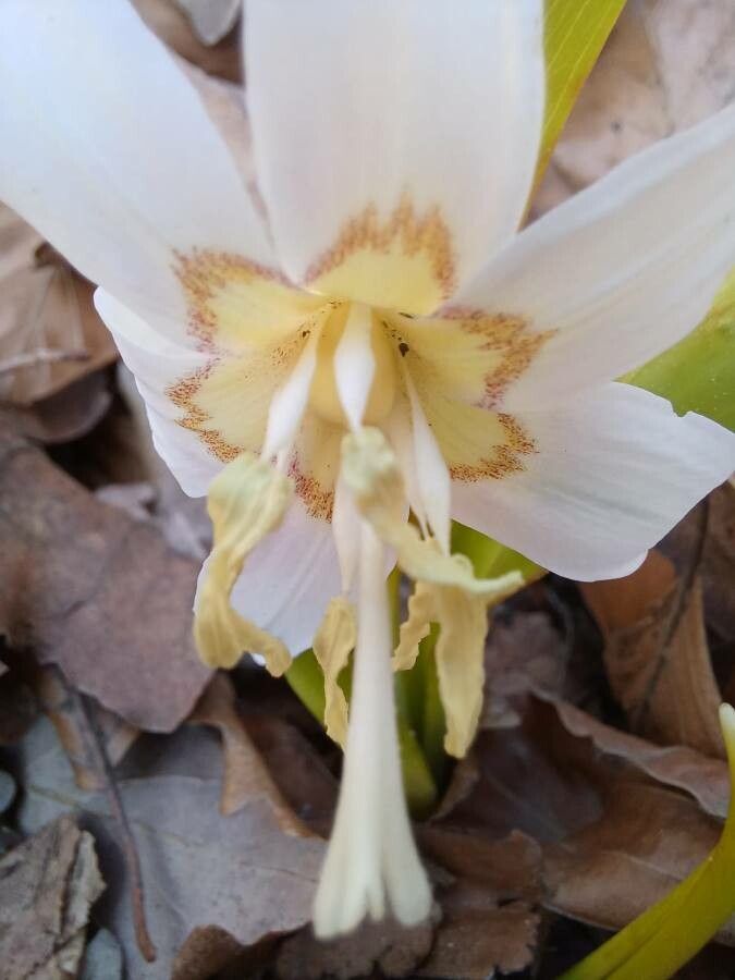 Erythronium californicum flower
