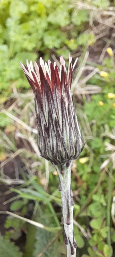 Chaptalia arechavaletae flower