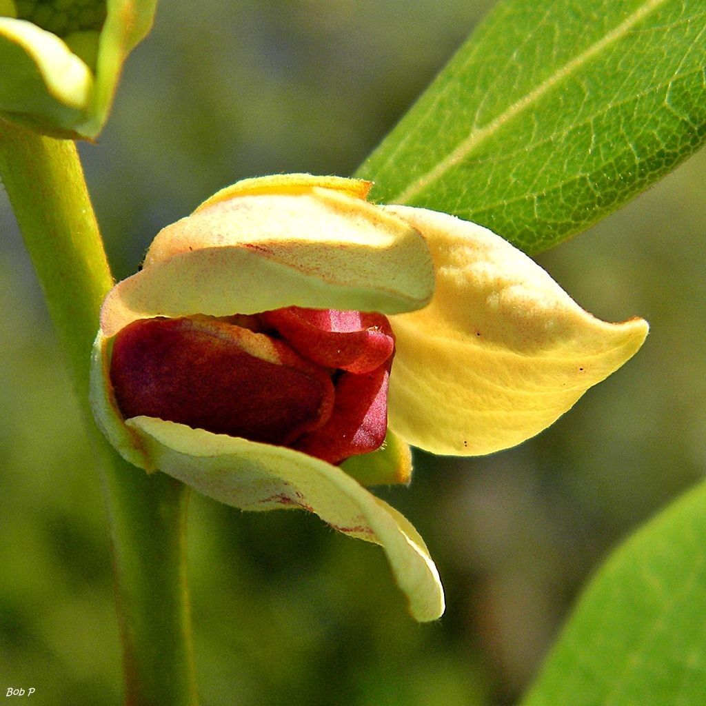 Asimina tetramera — search result for 'Annonaceae'