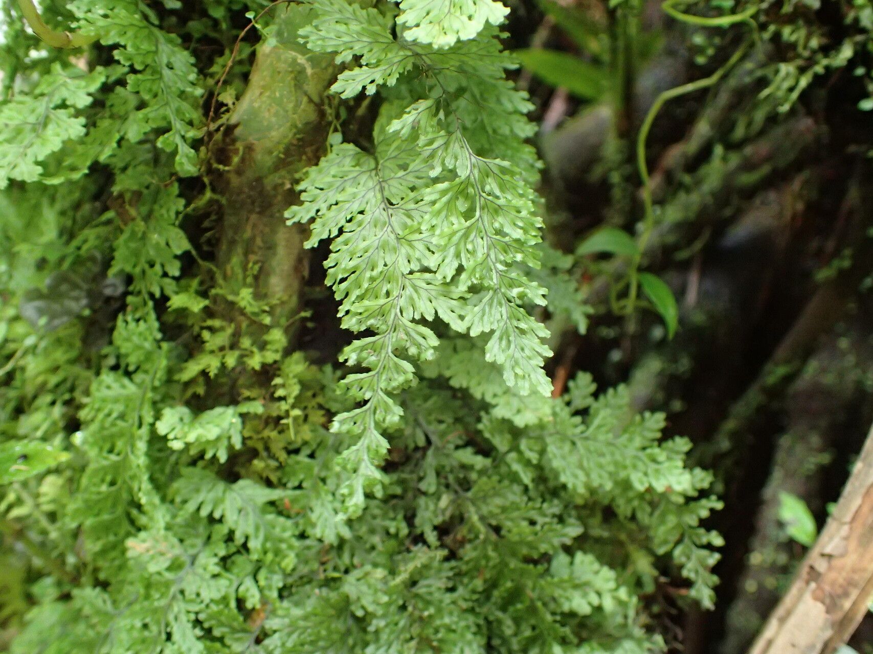 Hymenophyllum fucoides habit