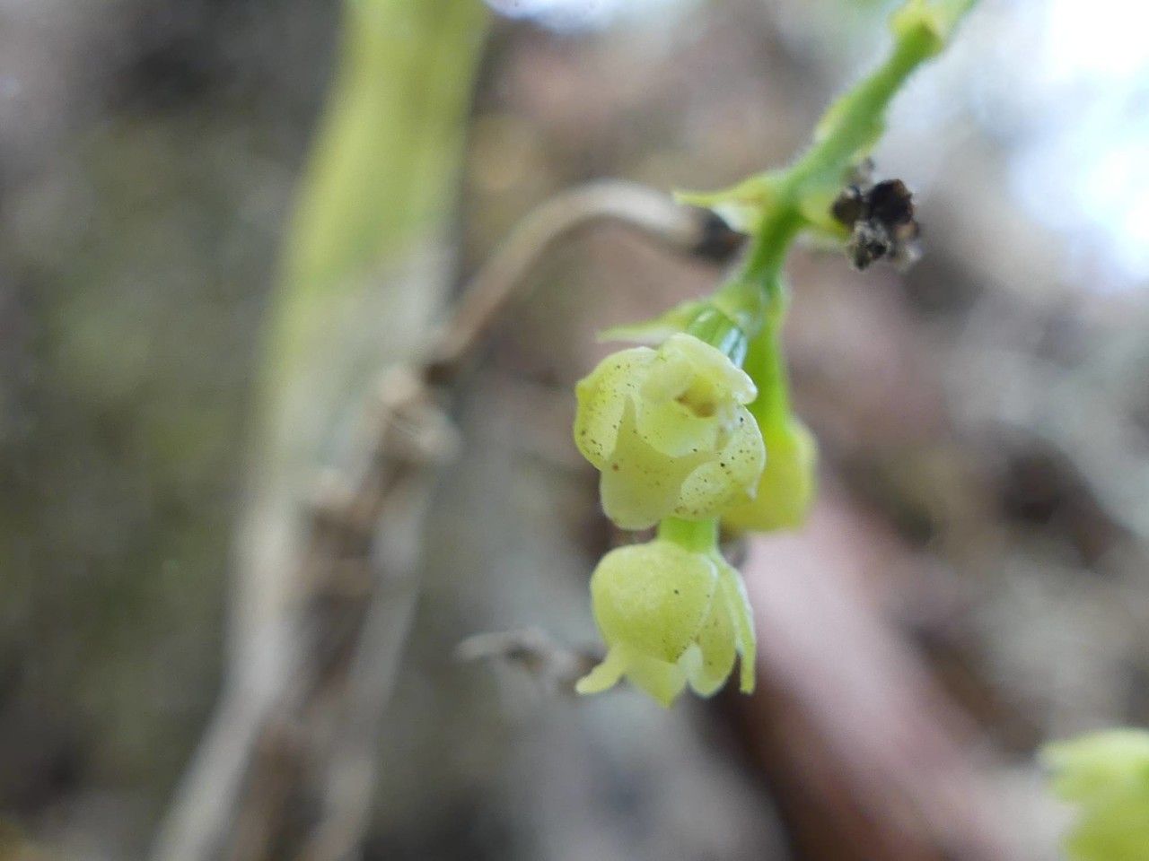 Polystachya fusiformis flower