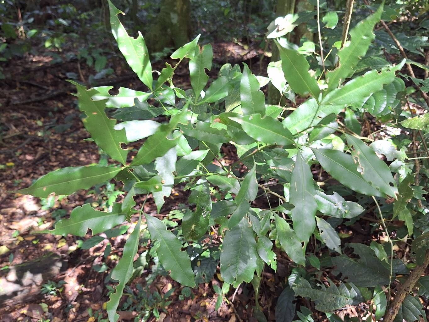 Vepris nobilis — search result for 'Vepris'