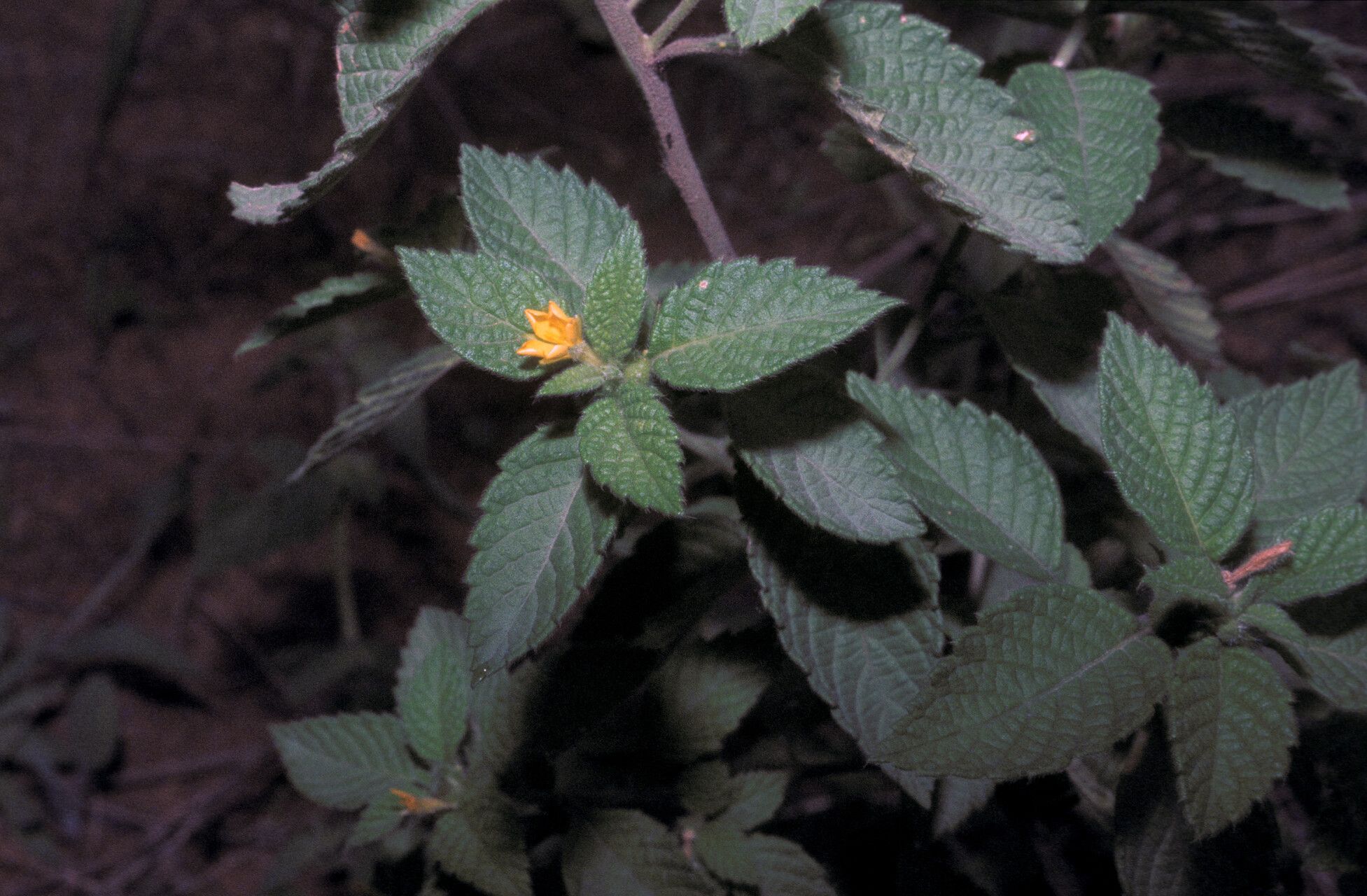 Turnera odorata flower