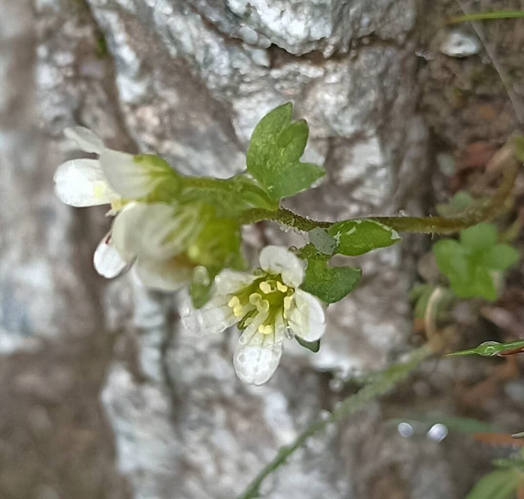 Saxifraga carpatica flower