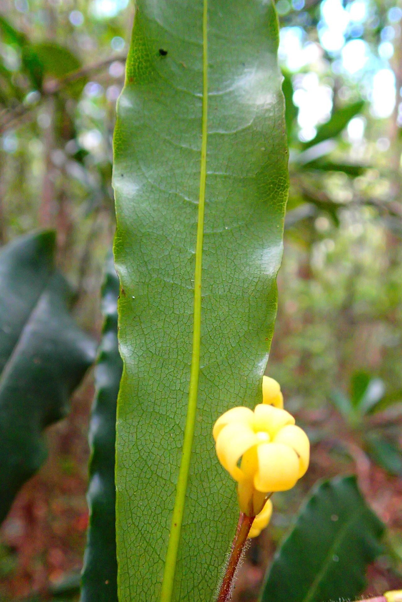 Pittosporum heckelii flower