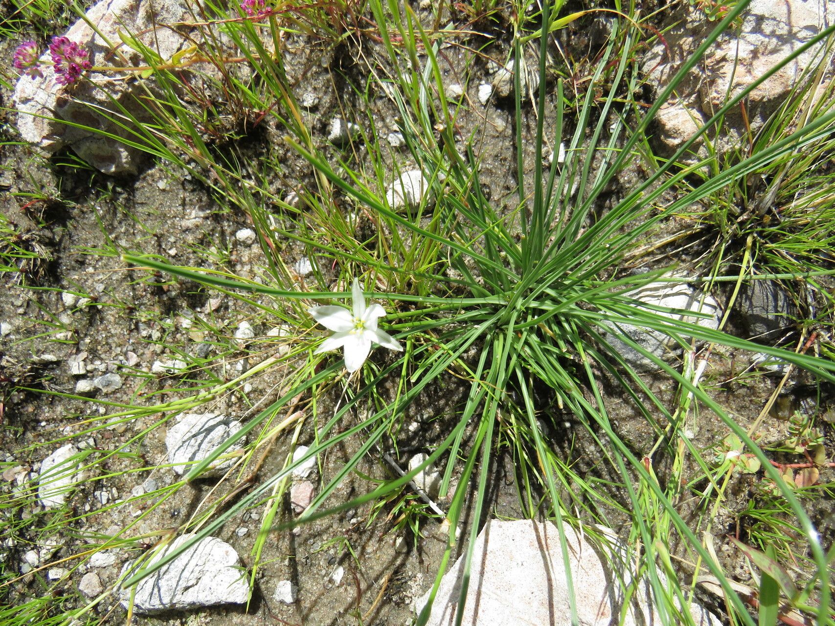 Chlorophytum calyptrocarpum — search result for 'Chlorophytum'