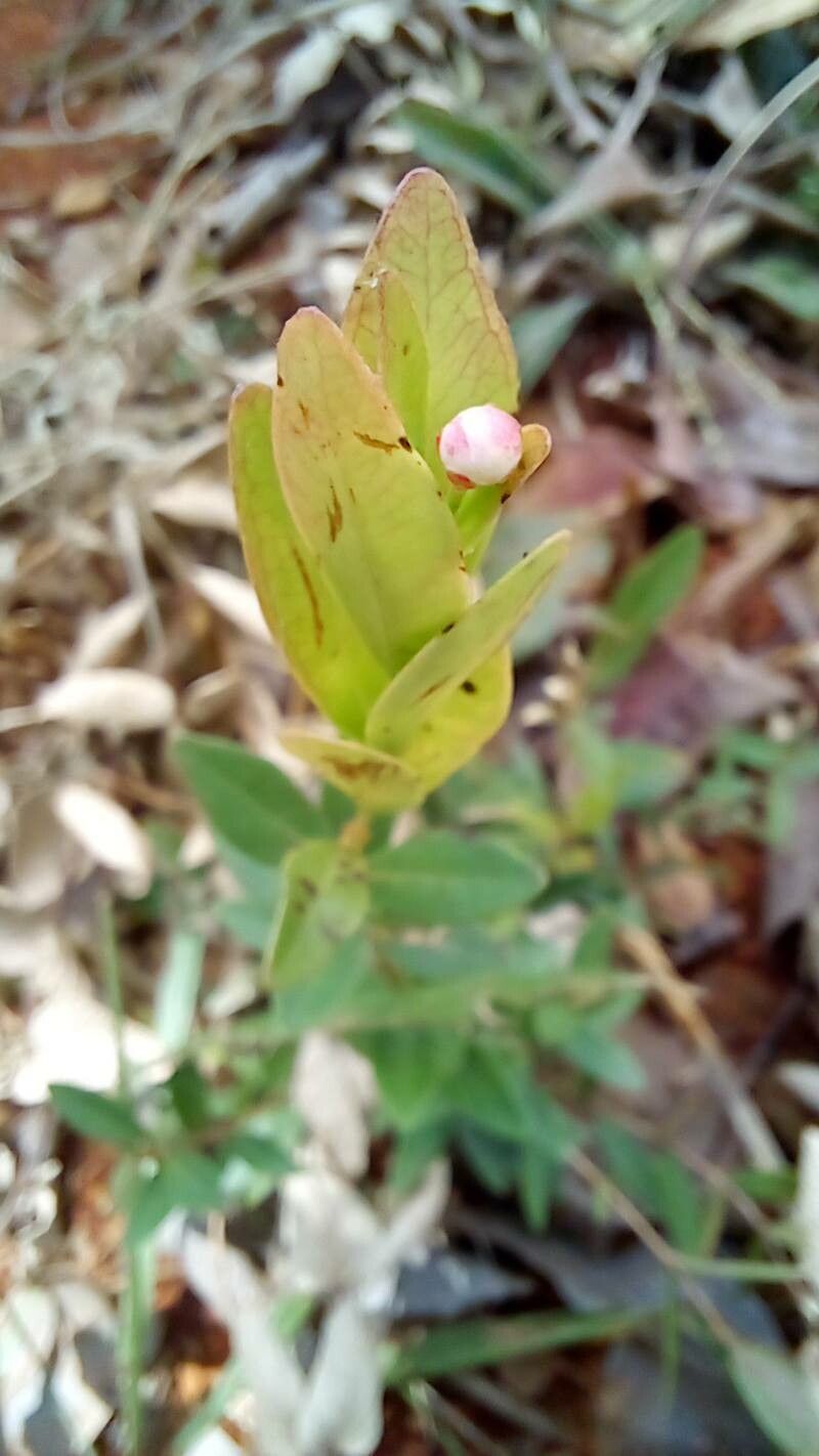 Eugenia cristaensis flower