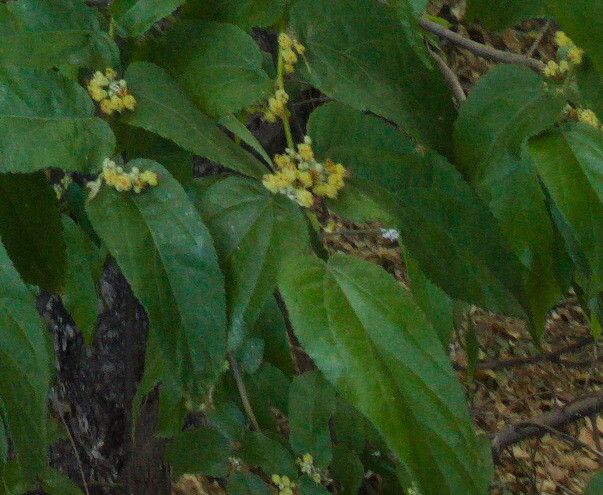Guazuma ulmifolia flower