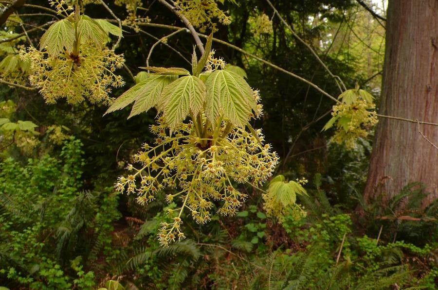 Acer sterculiaceum flower