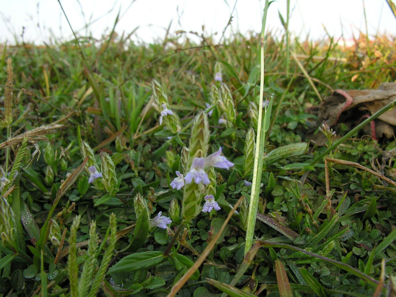 Justicia laevilinguis habit