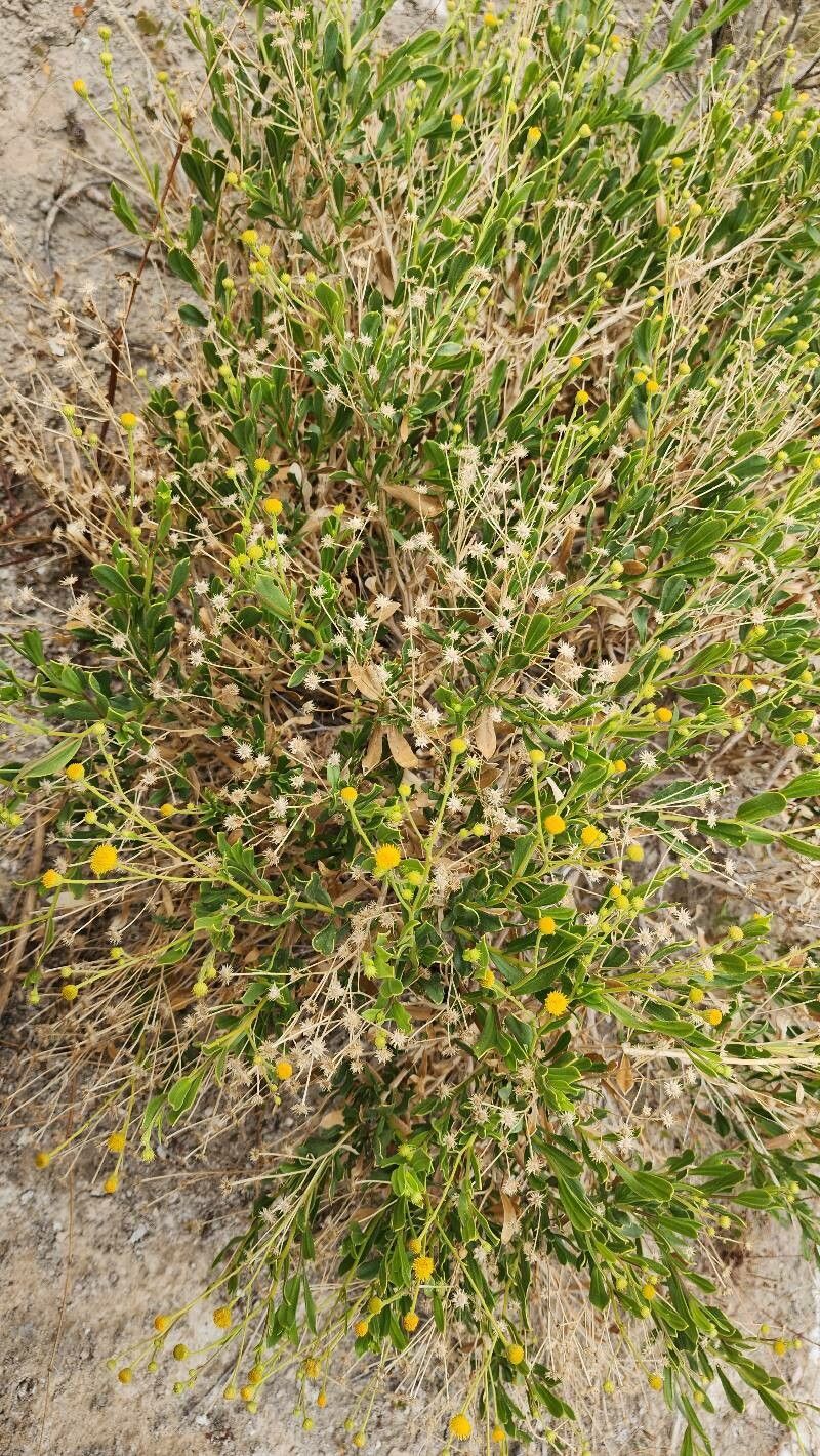 Pulicaria mucronifolia habit