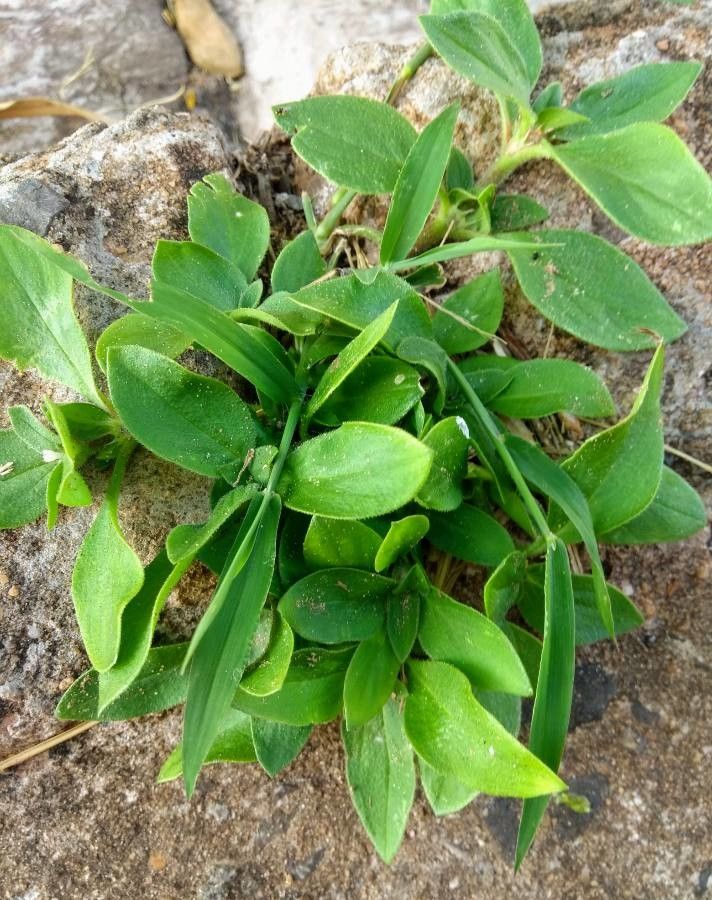 Cyanotis cerifolia — houseplant care guide