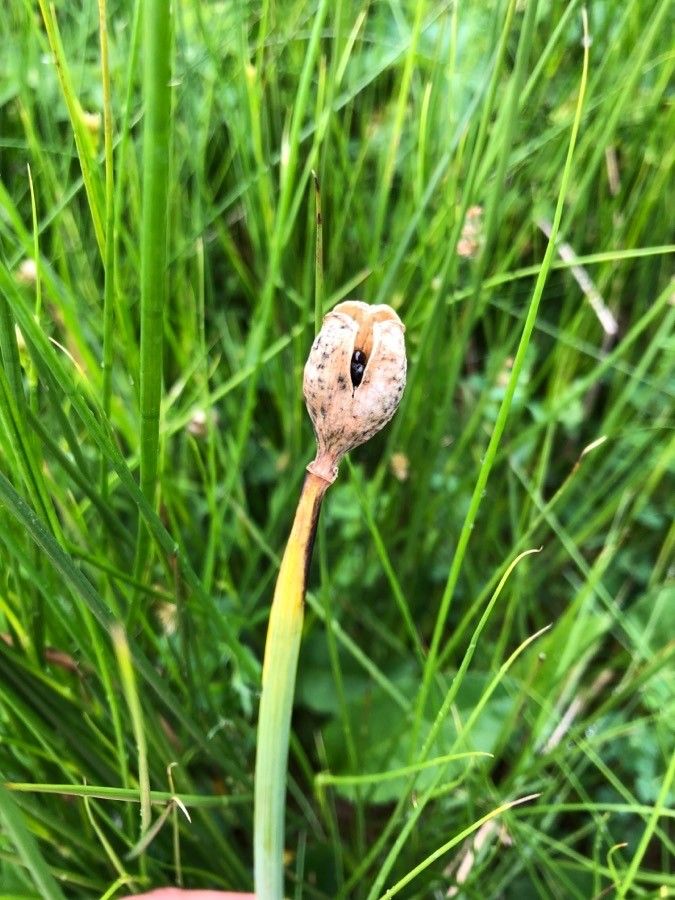 Narcissus × medioluteus fruit