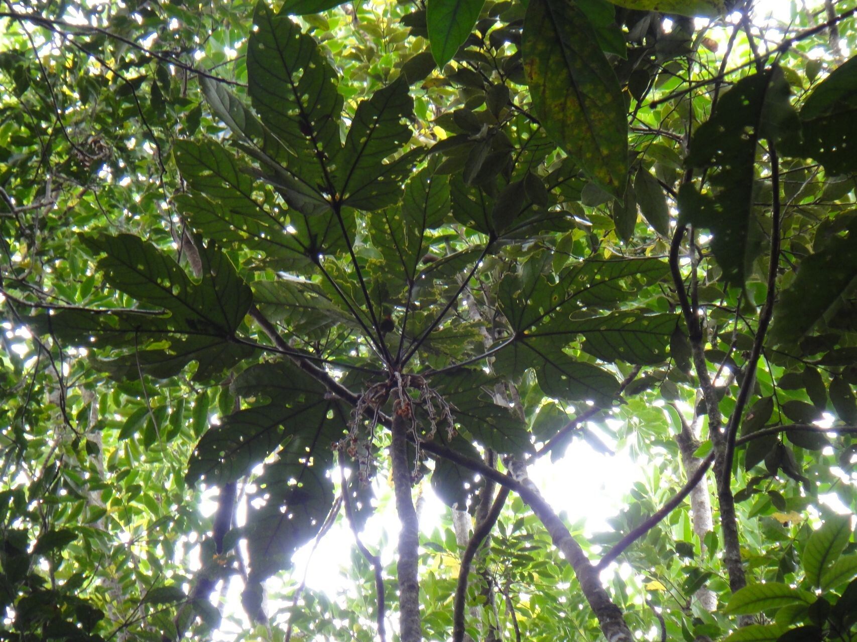 Acropogon grandiflorus habit