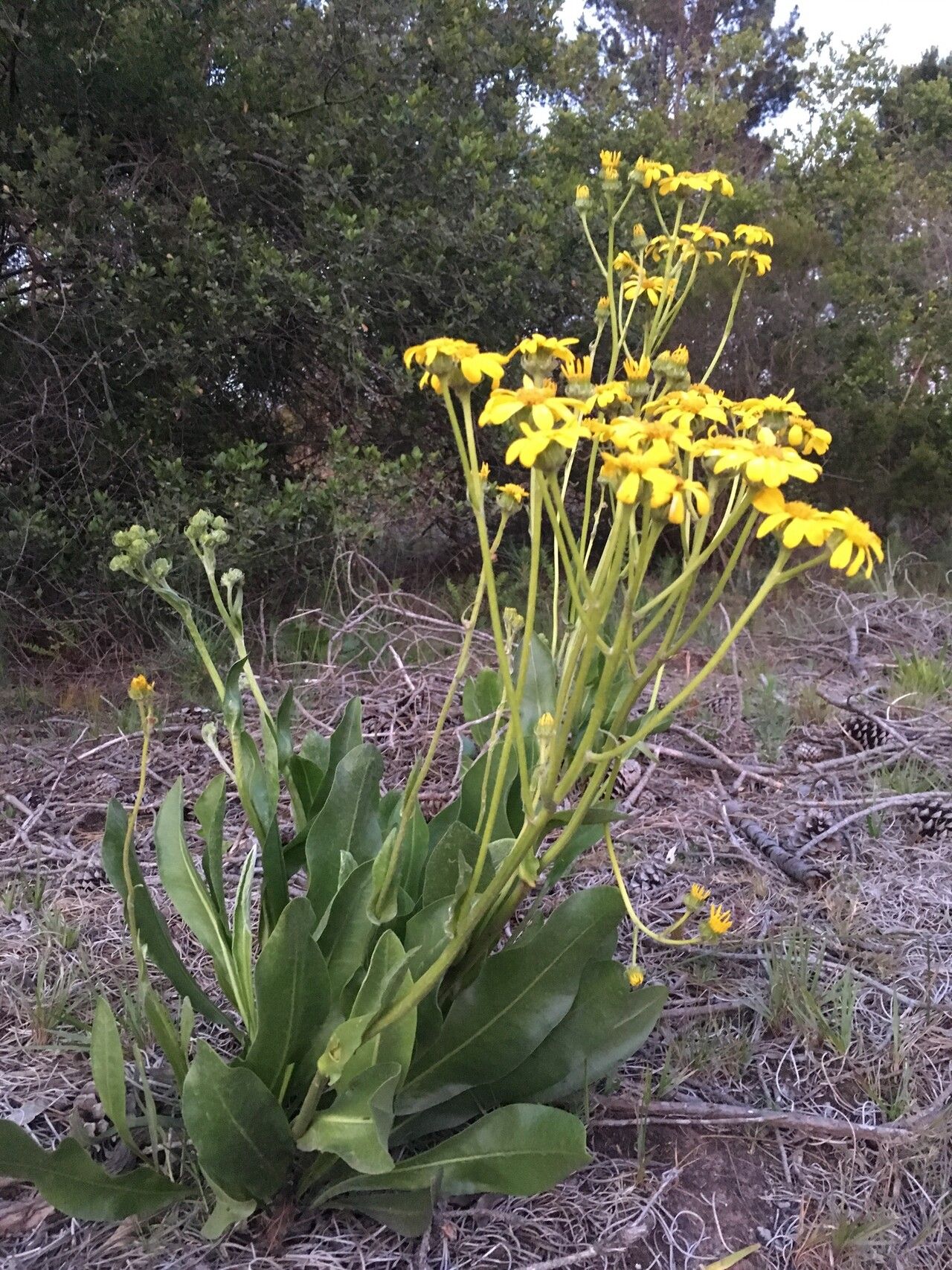 Senecio coronatus habit