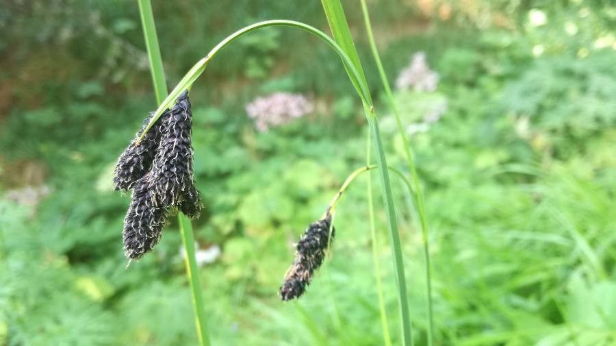 Carex atrofusca flower