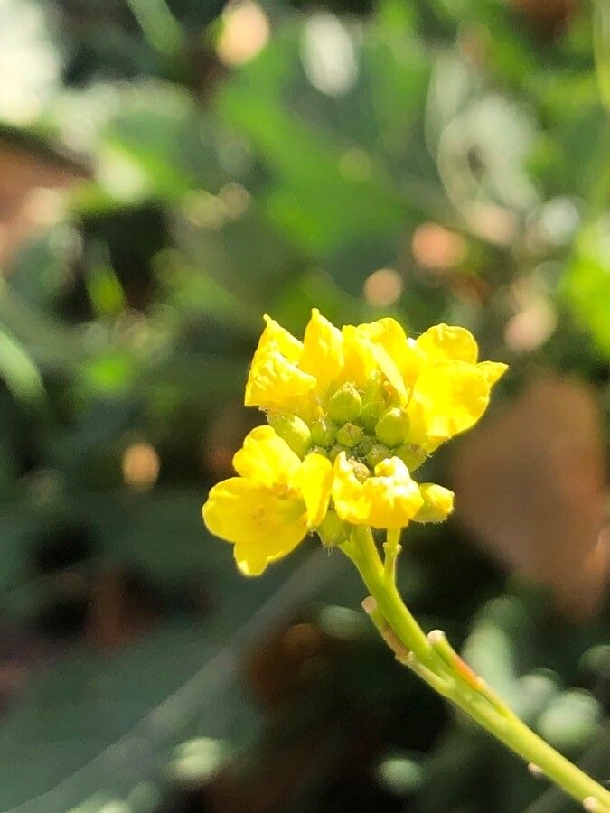 Brassica nigra flower