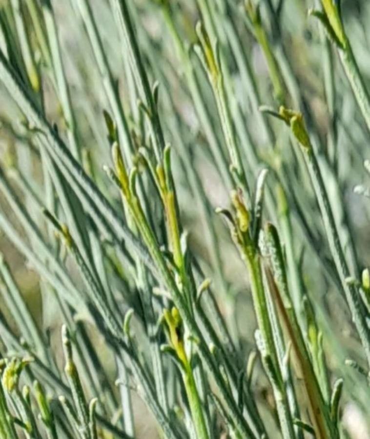 Baccharis notosergila — search result for 'Baccharis'