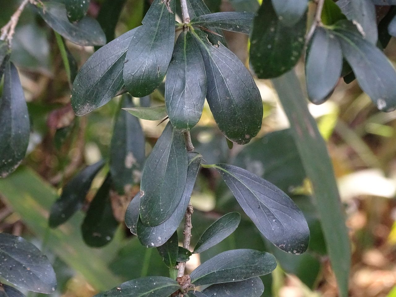 Dovyalis caffra — search result for 'southern Africa'