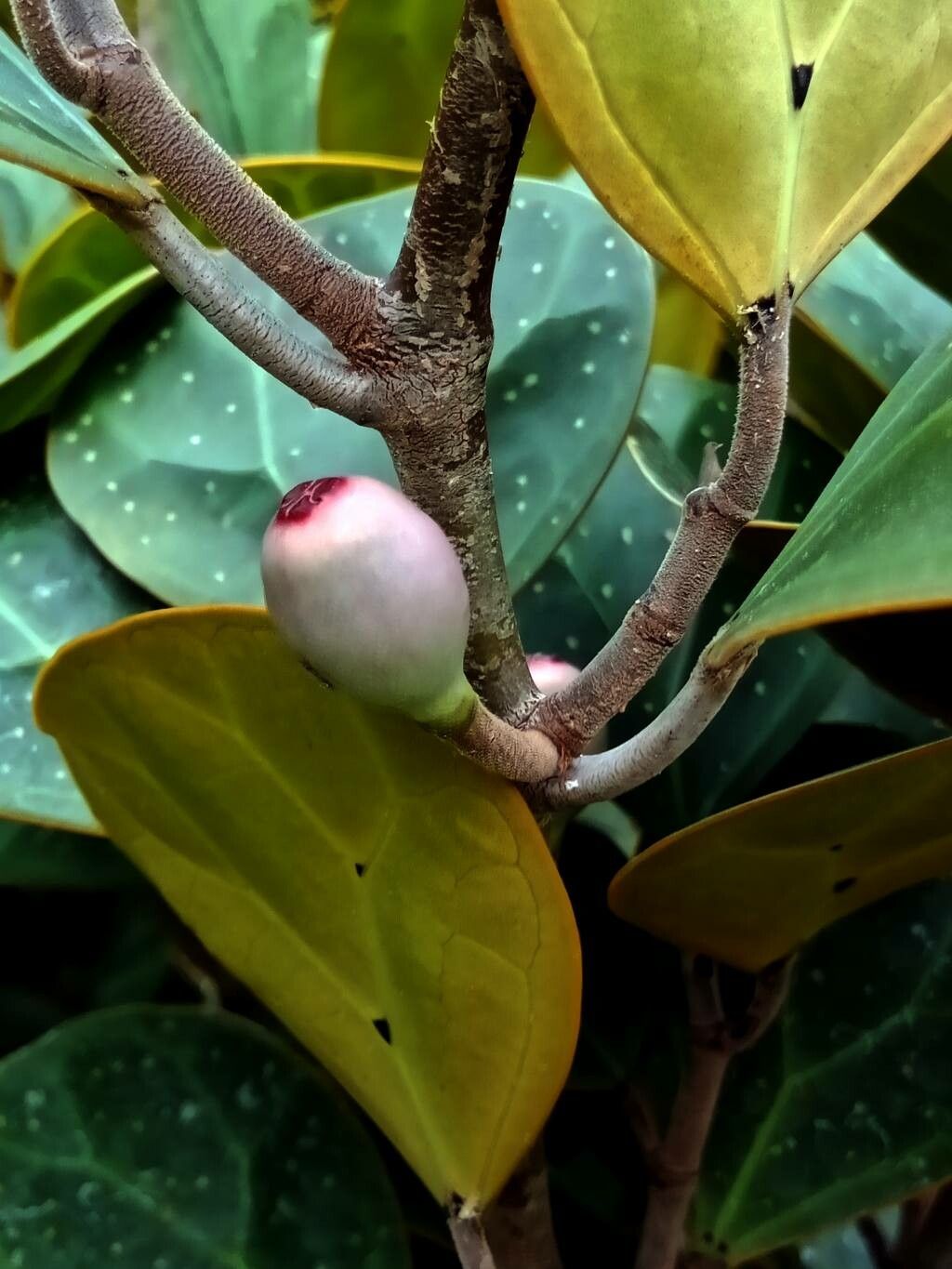 Ficus deltoidea fruit