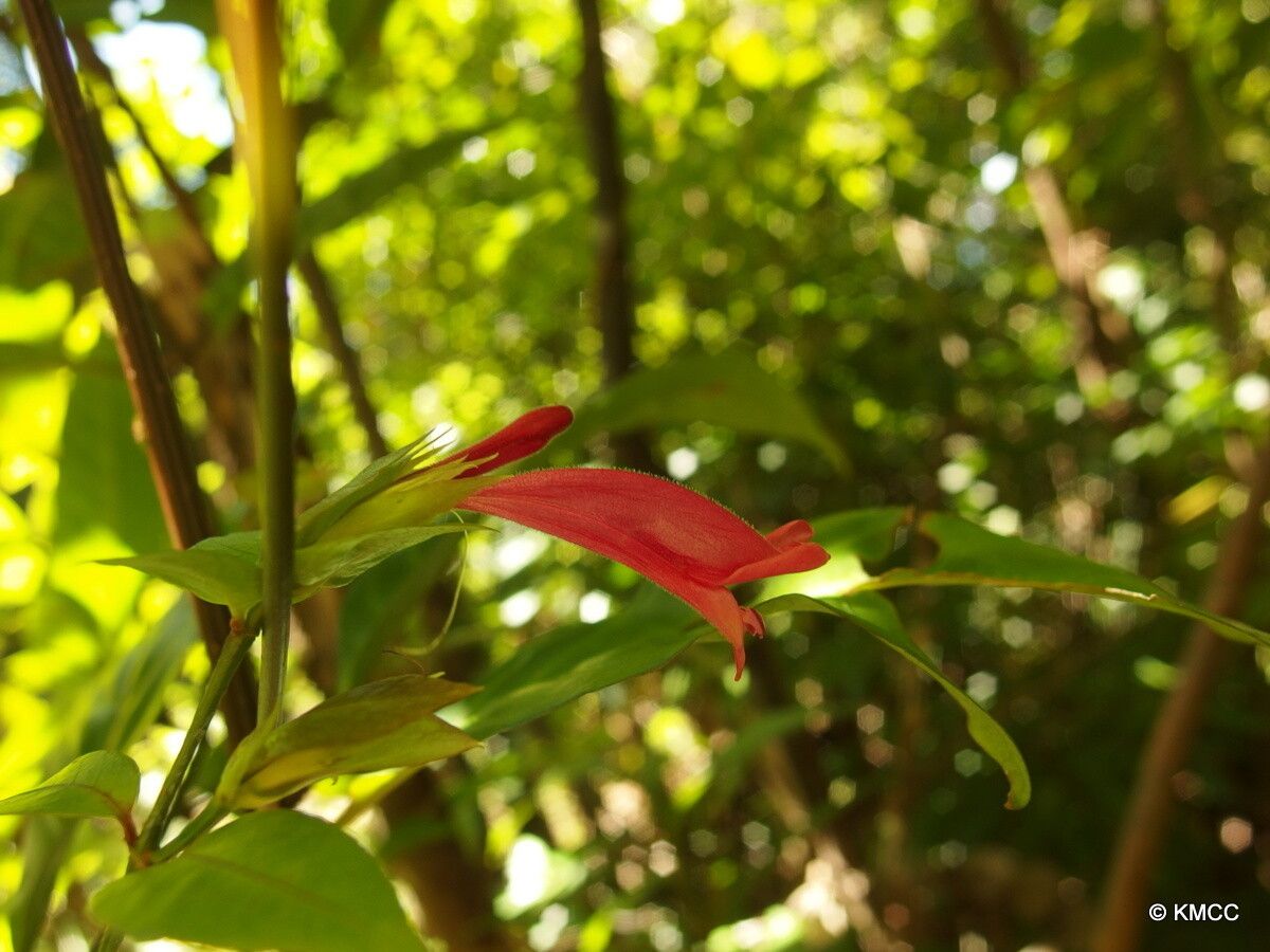 Hypoestes bojeriana — houseplant care guide