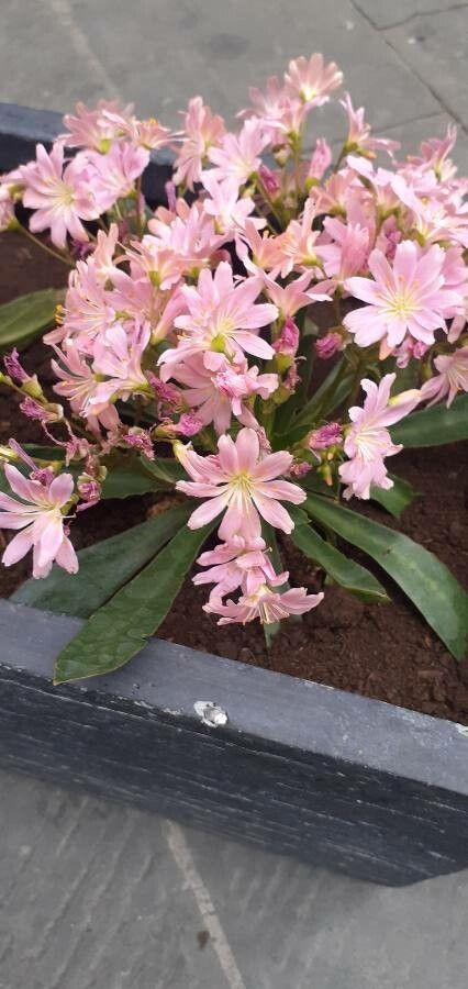 Lewisia brachycalyx flower