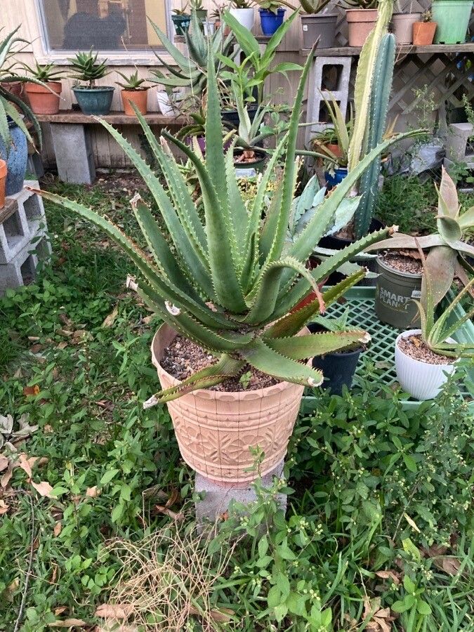 Aloe rupestris — houseplant care guide