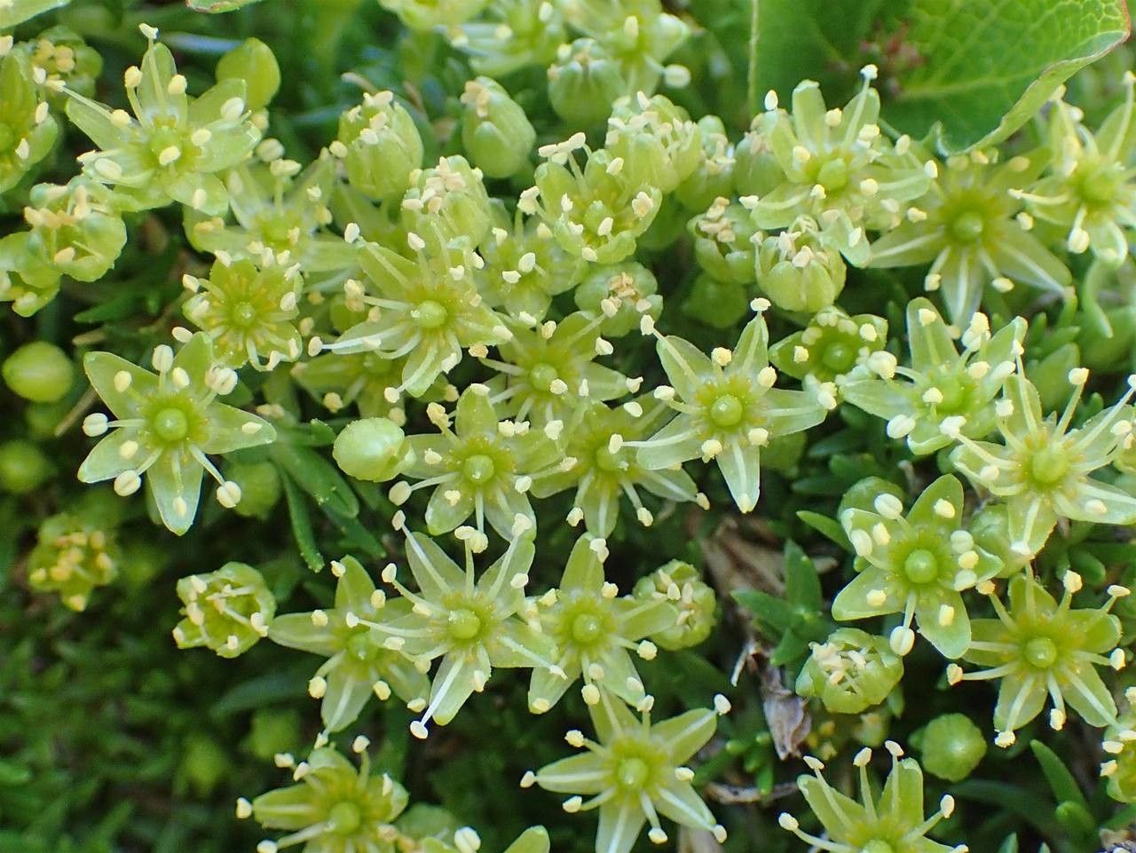 Minuartia sedoides flower