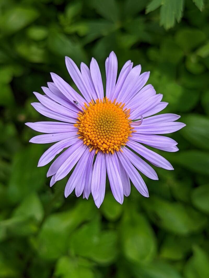 Aster tongolensis flower