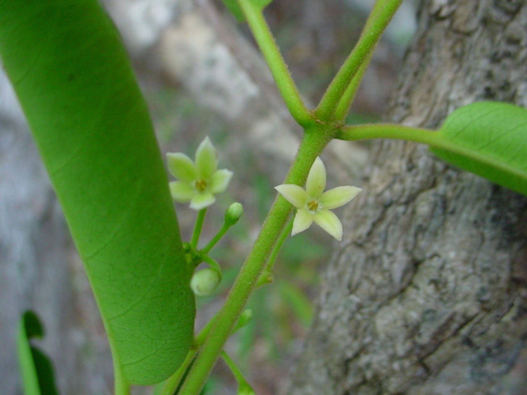 Parsonsia franchetii flower