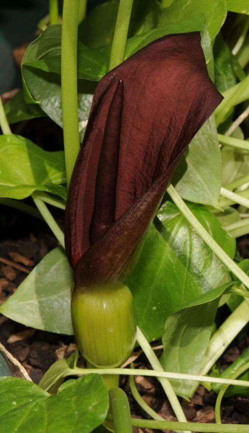 Typhonium roxburghii flower