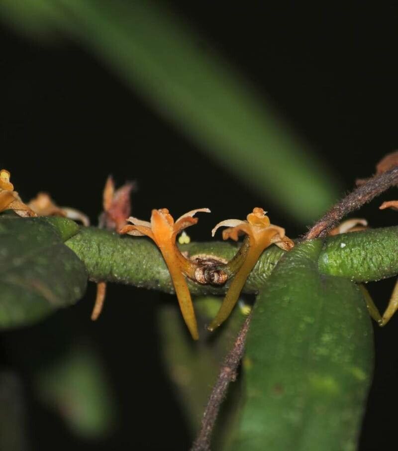 Campylocentrum neglectum flower