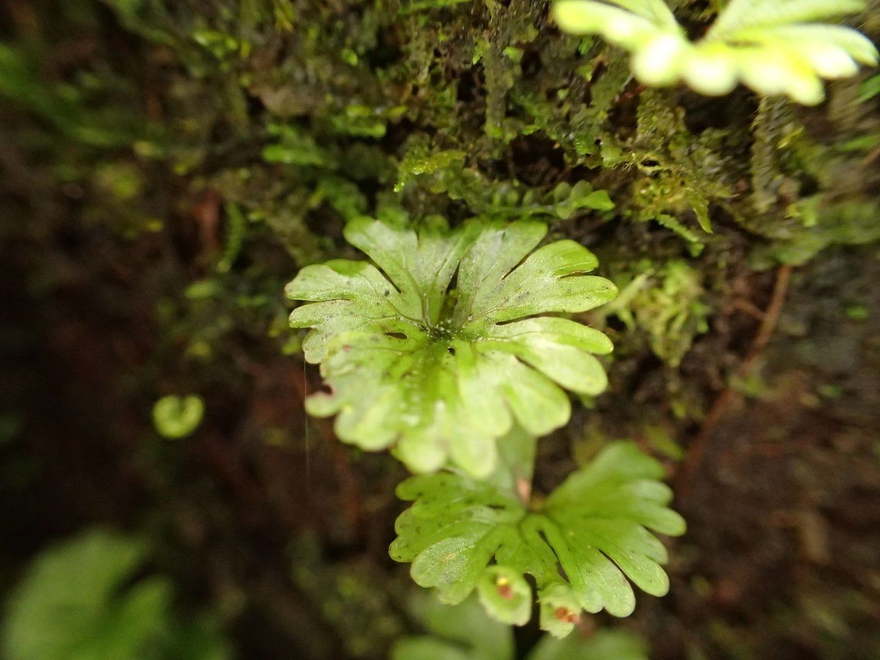 Hymenophyllum sibthorpioides leaf