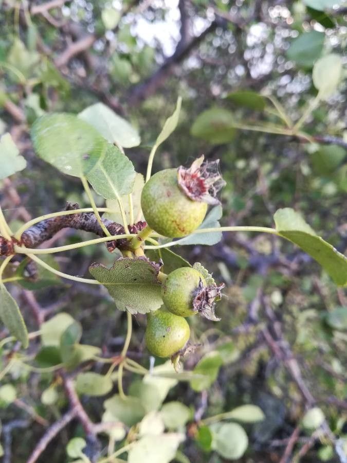 Pyrus bourgaeana fruit
