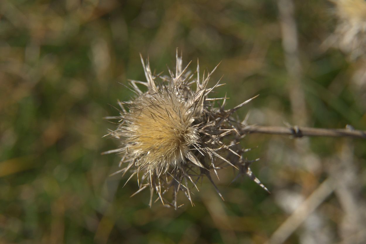 Carlina hispanica flower