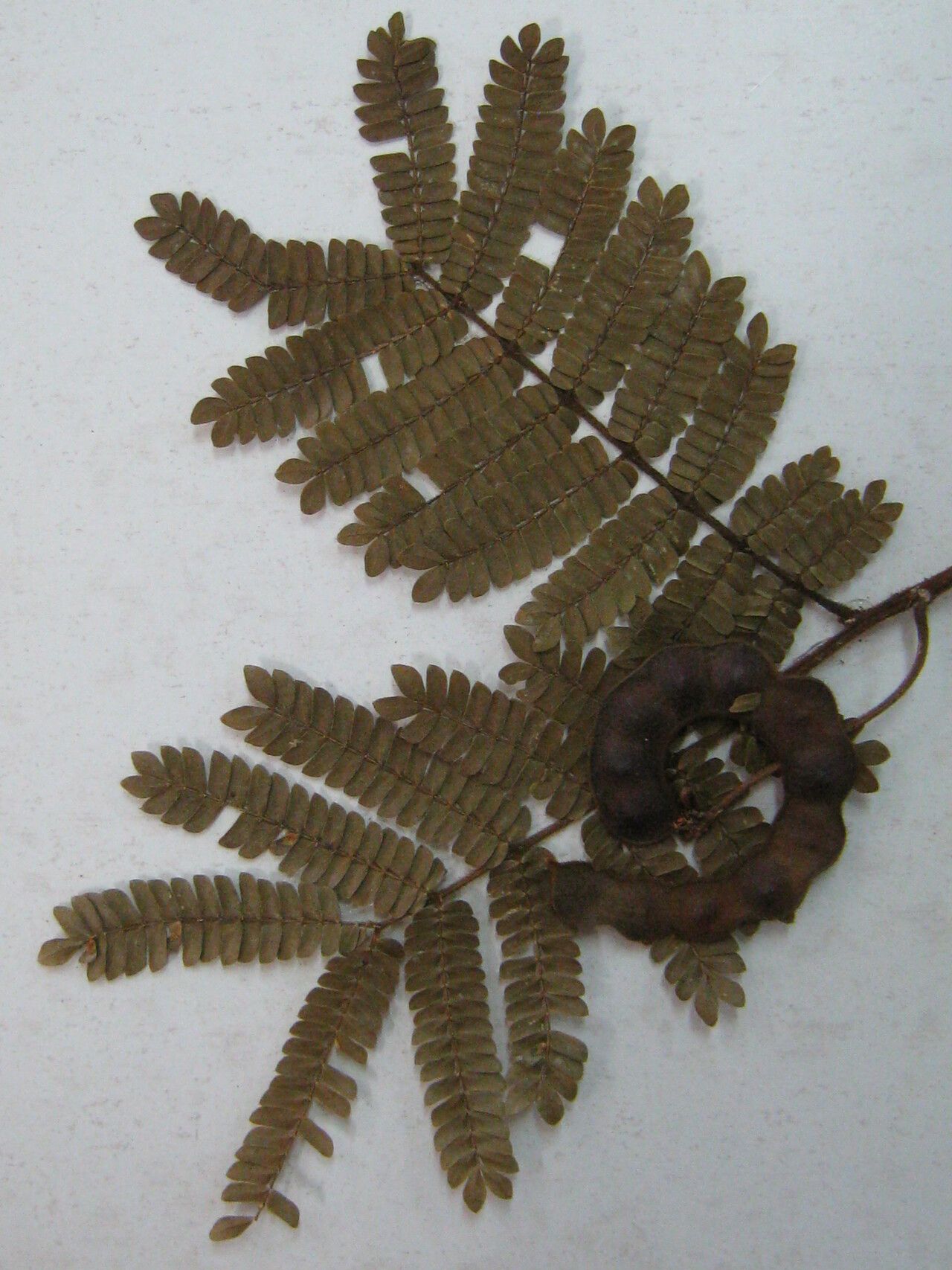 Jupunba barbouriana — related species from the same genus