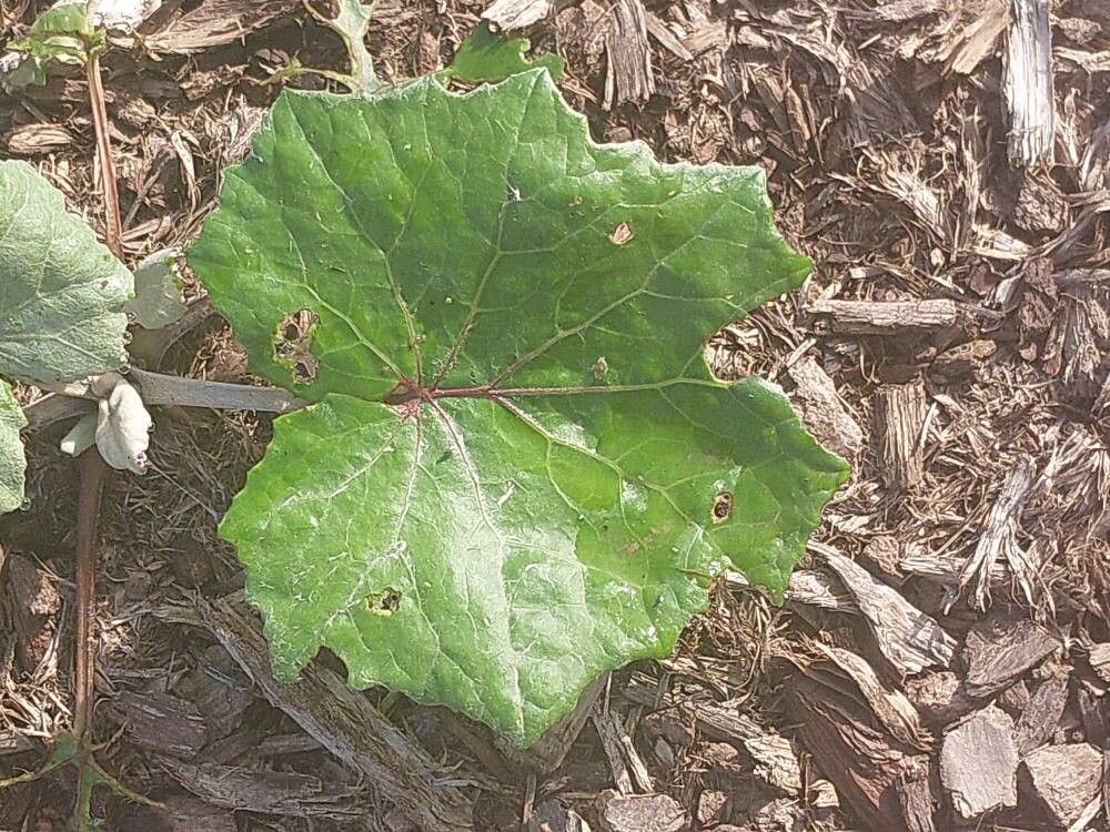 Ligularia mongolica — search result for 'Ligularia'