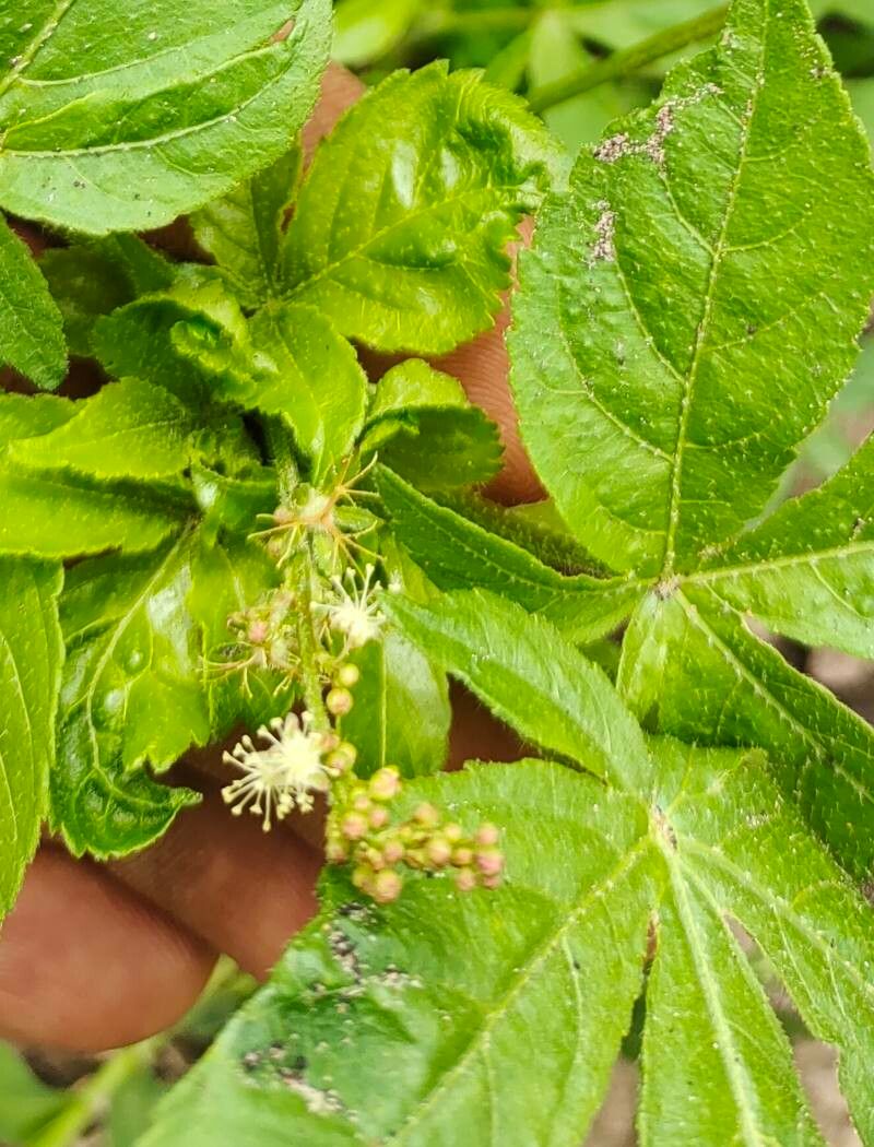 Astraea lobata flower