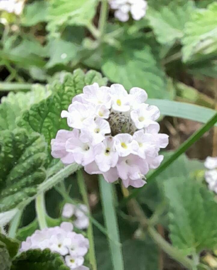 Lippia junelliana — search result for 'Lippia'