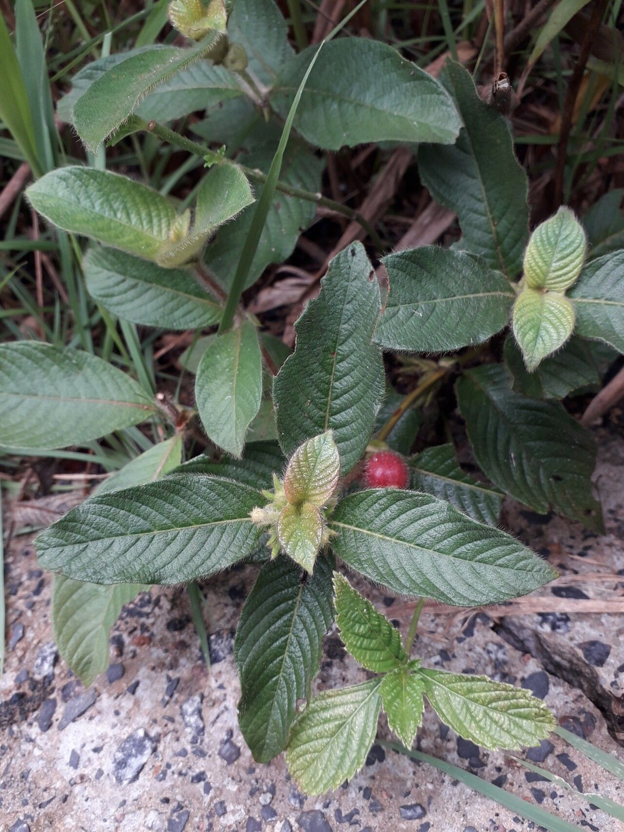 Sabicea amazonensis leaf