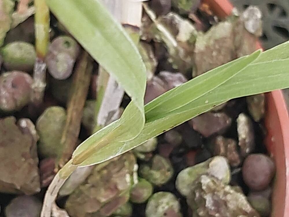 Dendrobium signatum — houseplant care guide