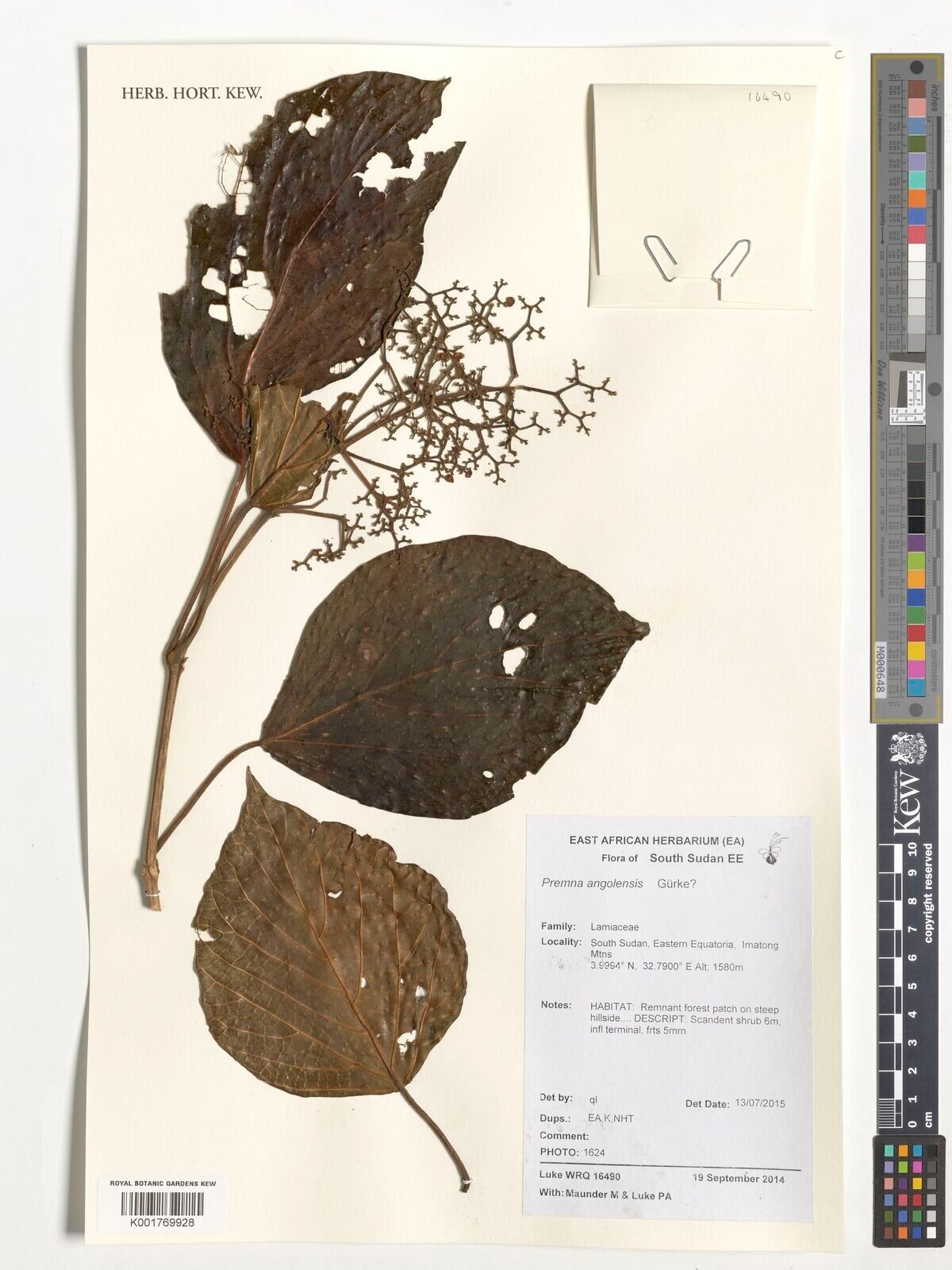 Premna angolensis — related species from the same genus