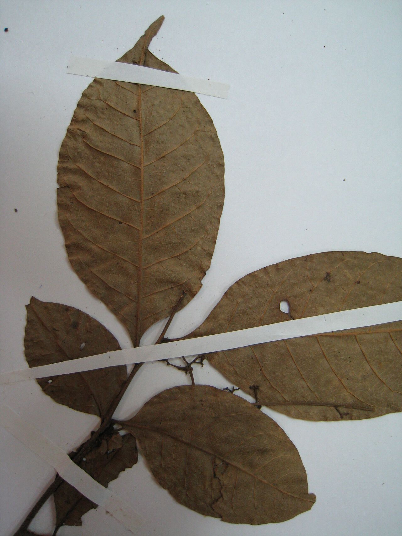 Trichilia micropetala — houseplant care guide