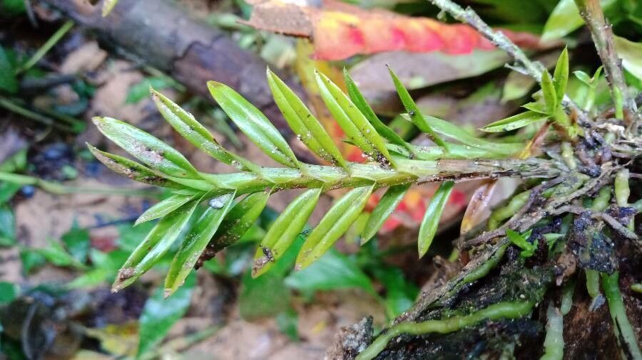 Dichaea panamensis — houseplant care guide