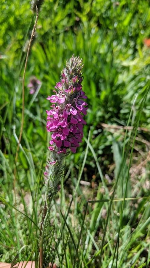 Pedicularis attollens — search result for 'Pedicularis'