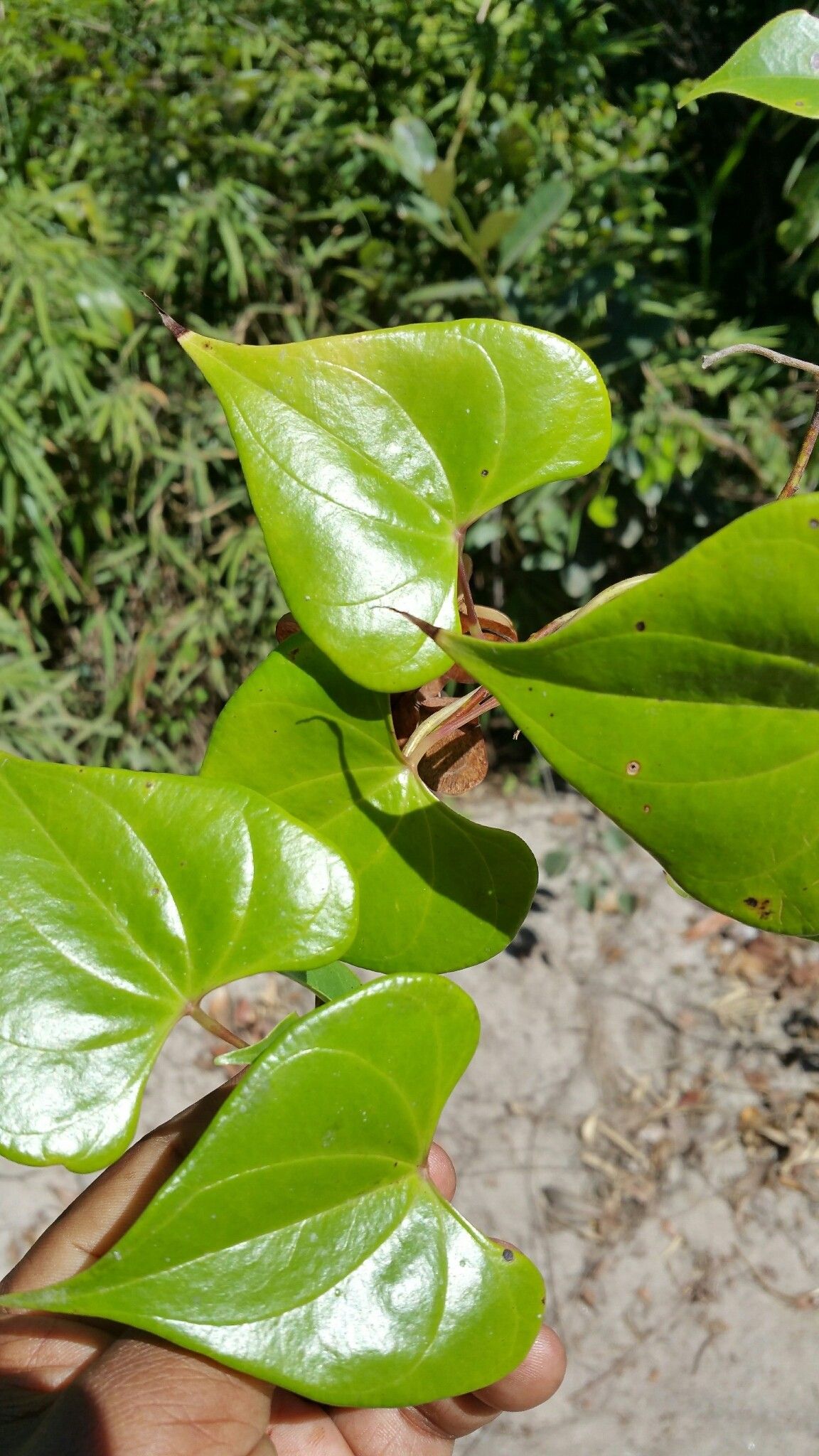 Dioscorea arcuatinervis — houseplant care guide