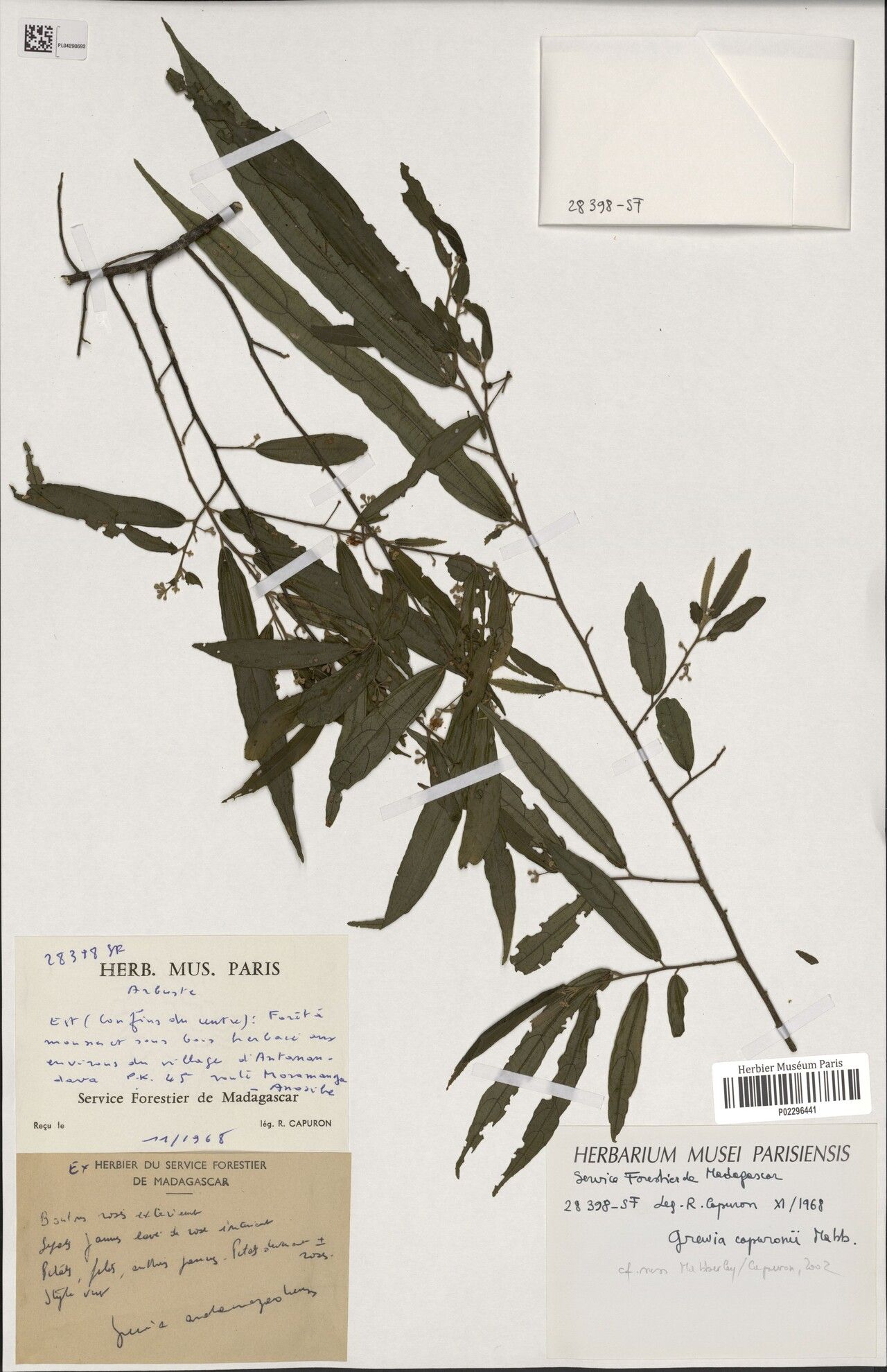 Grewia capuronii — houseplant care guide